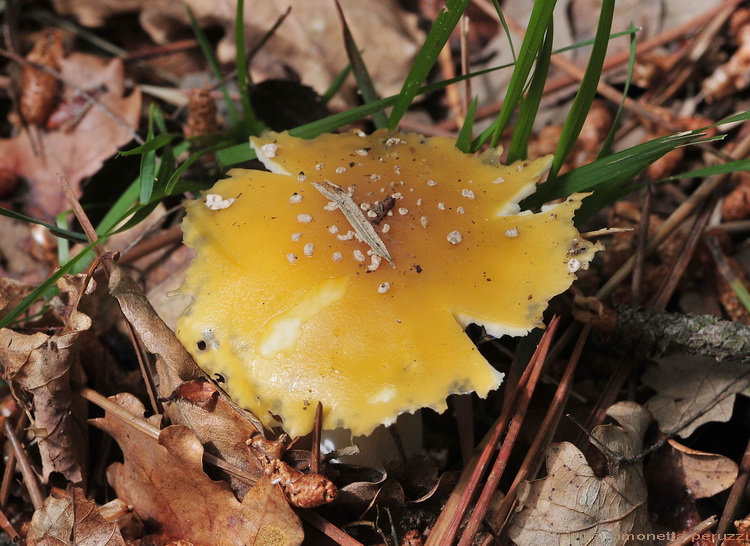 I primi di stagione...